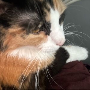 Meet your Posher, Vi